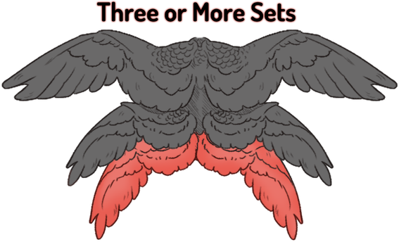 3+ Pairs of Wings